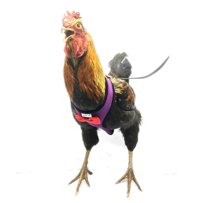 Chicken Harness Hen size With 6-foot Matching belt, Comfortable, Breathable, Small Size, Suitable for Chicken, Duck or Goose Suitable for Weight about 2.3-3.8Pounds, Orange (Small, Dark purple) - PawsPlanet Australia