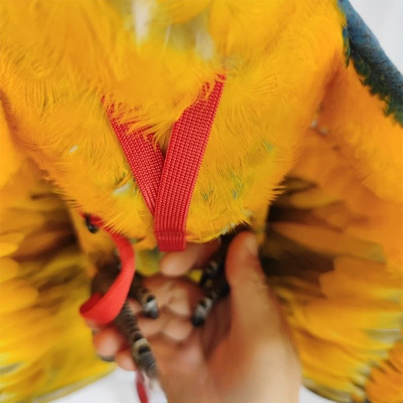 Adjustable Bird Harness with 78.7 Inch Leash, Outdoor Flying Training Rope Kit for Bird Parrots, Parrot Flying Rope Straps Outdoor Training Traction Rope for Small Medium Large Size Birds (XL) XL - PawsPlanet Australia