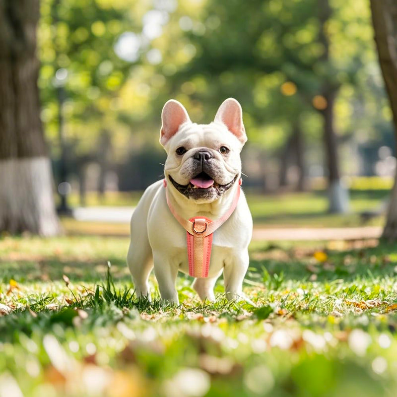 TSPRO Lightweight Dog Vest Harness Adjustable Harness Breathable Durable Quick Release Dog Harness for Medium Dog Walking (Orange-Yellow Gradient, Size 2) Size 2 (Neck 16–27", Chest 15.75–27.5") Orange-Yellow - PawsPlanet Australia