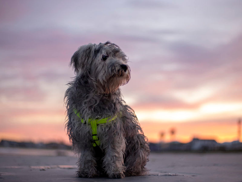 Reflective Adjustable Dog Step in Harness for Extra Large Dogs; matching collar and leash available, Black - PawsPlanet Australia