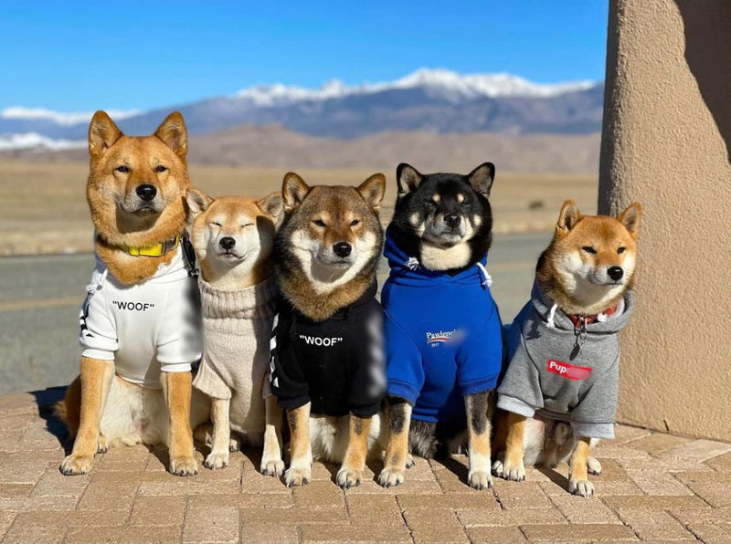 ChoChoCho Stylish Dog Hoodie Dog Clothes Streetwear Cotton Sweatshirt Fashion Outfit for Dogs Cats Puppy Small Medium Large (XL, White) XL (Chest: 19''-21'' / Suggest: 14-24 lbs) Woof-White - PawsPlanet Australia