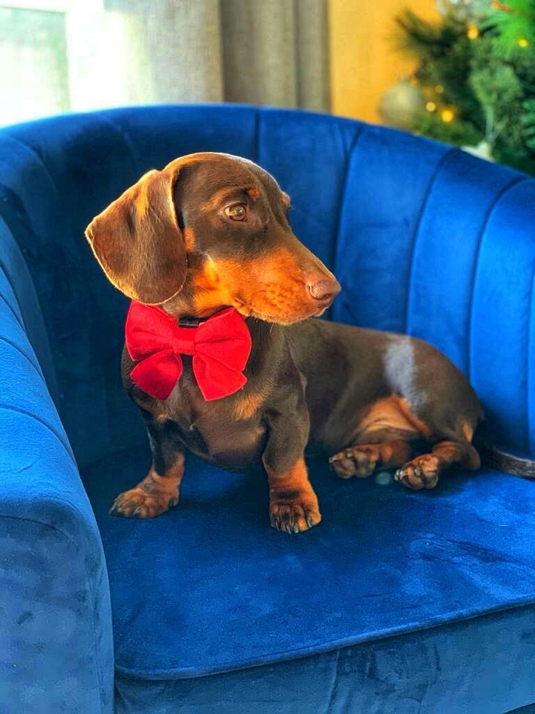 Luxury Red Velvet Adjustable Dog Collar and Bowtie – Comfortable Material With Detachable Bow Tie and Safety Buckle for Dog or Puppy (Extra Small) Extra Small