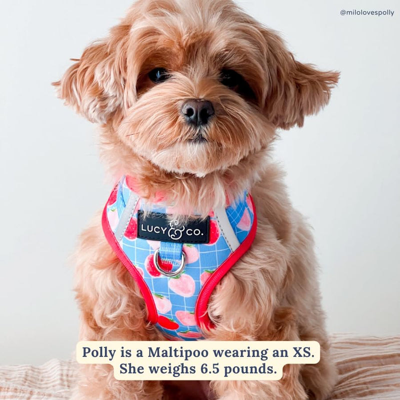 Lucy & Co. The Fresh Berries No-Pull Dog Harness - Size Small- Vest to Stop Pulling & Walk Easy - Comfortable Leash Training Product w/Adjustable Chest & Neck Straps The Fresh Berries No-Pull Harness - PawsPlanet Australia
