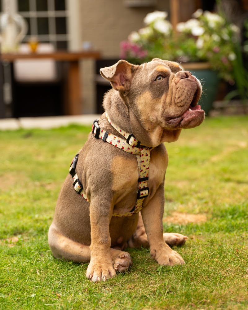 Soho Poms Moomins Medium Dog H Harness | Yellow Sunrise | Adjustable Dog Walking Harness with Locking Clip & Strong Hardware, Secure Comfortable Fit for Medium Dogs & Puppies for Everyday Walks M - PawsPlanet Australia