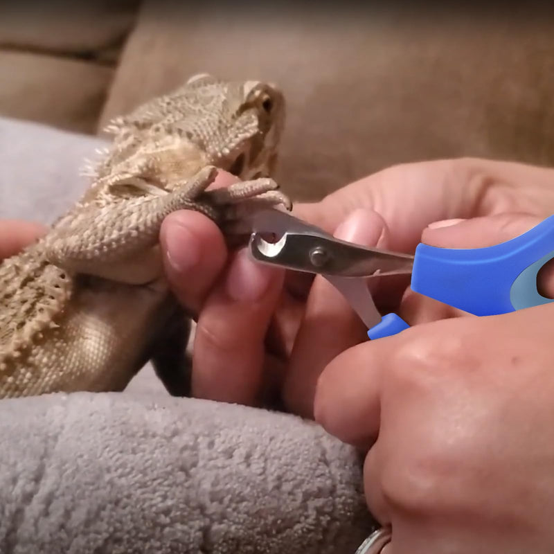 Bearded Dragon Nail Clippers,Stainless Steel Bearded Dragon Toe Nail Clippers with Precise Angled Edges,Professional Grooming Pet Tool for Reptile Nail Clippers Bearded Dragon - PawsPlanet Australia