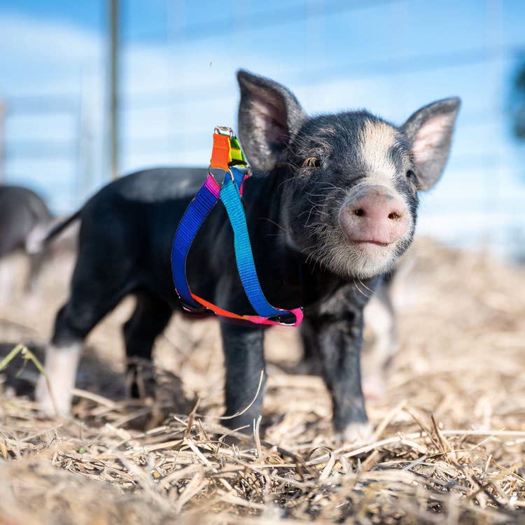 Mini Pig Harness, 2 Pieces Adjustable Small Pig Harness with Leash Set Pet Pig Harness Supplies Harness Set for for Hog Piggy Rabbit Small Animals Walking Jogging (S, Multicolor) S - PawsPlanet Australia