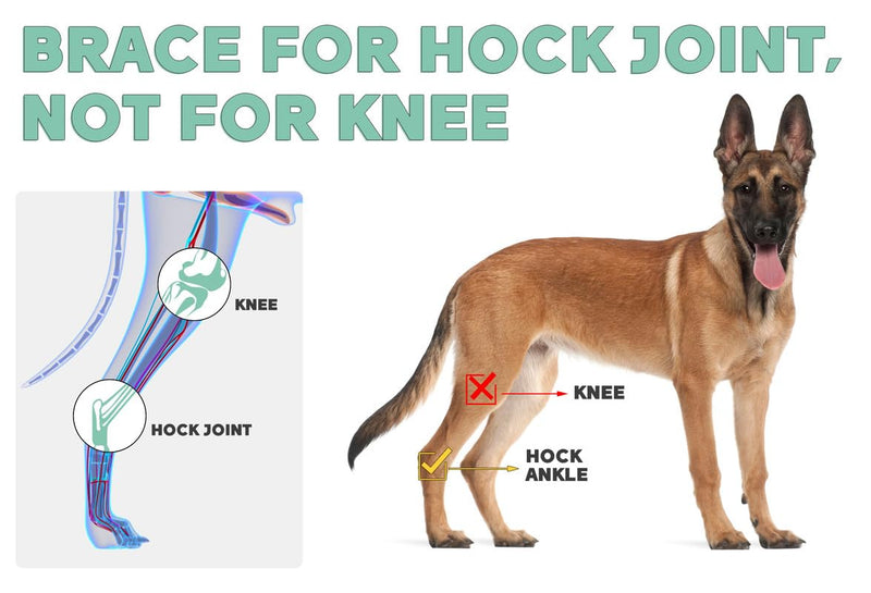 Dog Rear Leg Brace for Hock Joint, Compression Wrap Strong Support Back Leg for Canine Torn ACL & CCL, Injury and Sprain Protection, Keeps Stability for Wounds Care and Arthritis (XS) XS-Right - PawsPlanet Australia