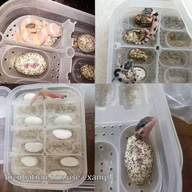 NGe Reptile Egg Breeding Hatchery Box Incubator Tray Container Box for Snake Gecko Lizard (12 Holes) - PawsPlanet Australia