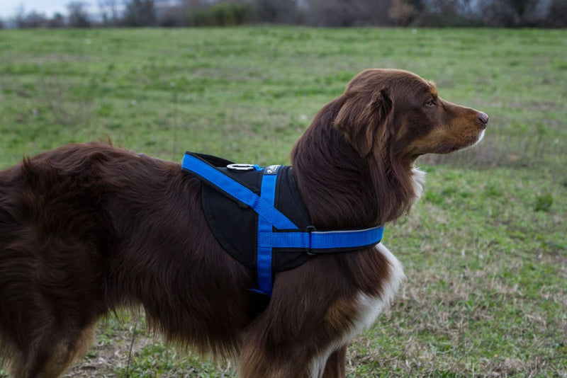 Neewa Utility Service Dog Harness (Medium, Blue): Padded Vest for Walking Easy to Put On and Take Off - Back Handle with Clip for Leash - Leaves Freedom Around The Belly Medium - PawsPlanet Australia