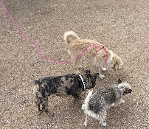 12-Foot Mini Pig Harness - Adjustable Harness & Leash for All Animals - Pigs, Ferrets, Rabbits, Guinea Pigs, Dogs, Cats, Reptile, and Chickens Pink - PawsPlanet Australia
