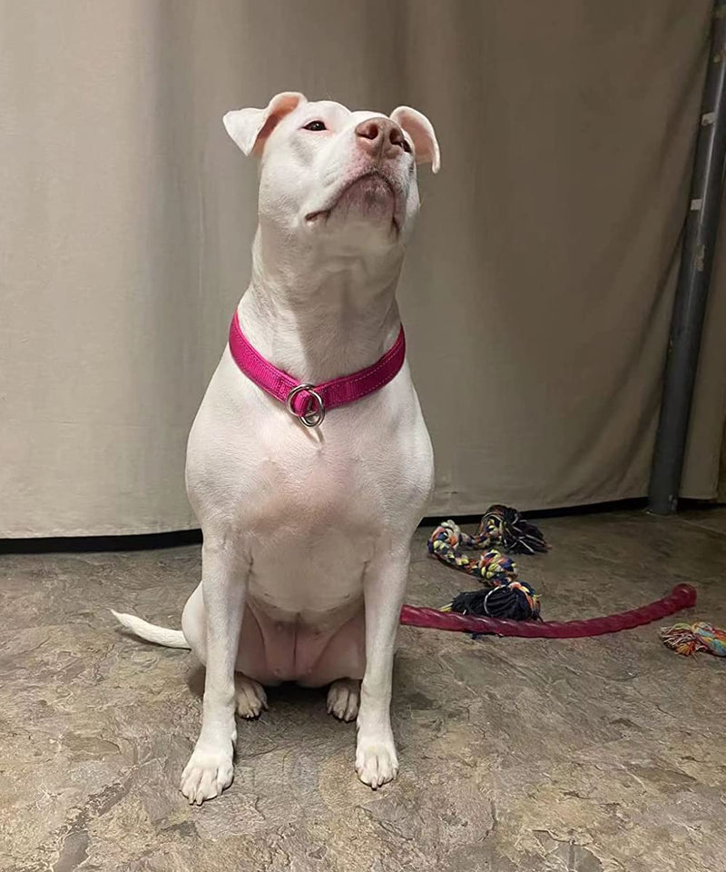 Reflective Dog Choke Collar, Soft Nylon Training Slip Collar Suitable for Dog Weight Around 20-38 pounds (5/8" W x 15.5" L, Pink Collar) S: 5/8"W x 15.5"L (neck size: 12.9"-14.9") - PawsPlanet Australia