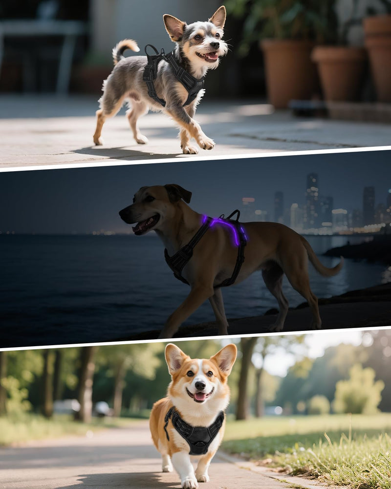 Joytale Light Up Dog Harness, No Pull Dog Harness USB Rechargeable for Night Walking with 3 Lightning Modes and Soft Handle, Adjustable Reflective Lighted Safety Vest,Black-Purple, L - PawsPlanet Australia