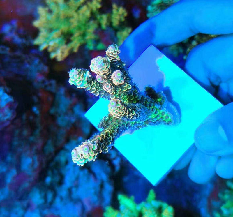 Big Size Ceramic Coralline Coral Frag Plugs Coral frag Plate Base 10 Pieces 1.96 Inch Square Size Coral Tiles - PawsPlanet Australia