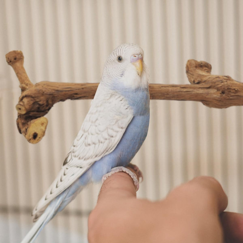 4 Pcs Natural Wooden Bird Perch Parrot Stand, 2 Grape Wood Perches, A Stand Fork Standing Branch, A Paw Grinding Fork, Bird Cage Accessories for Parakeets, Birdcage Sticks & Toys for Budgies, Finches