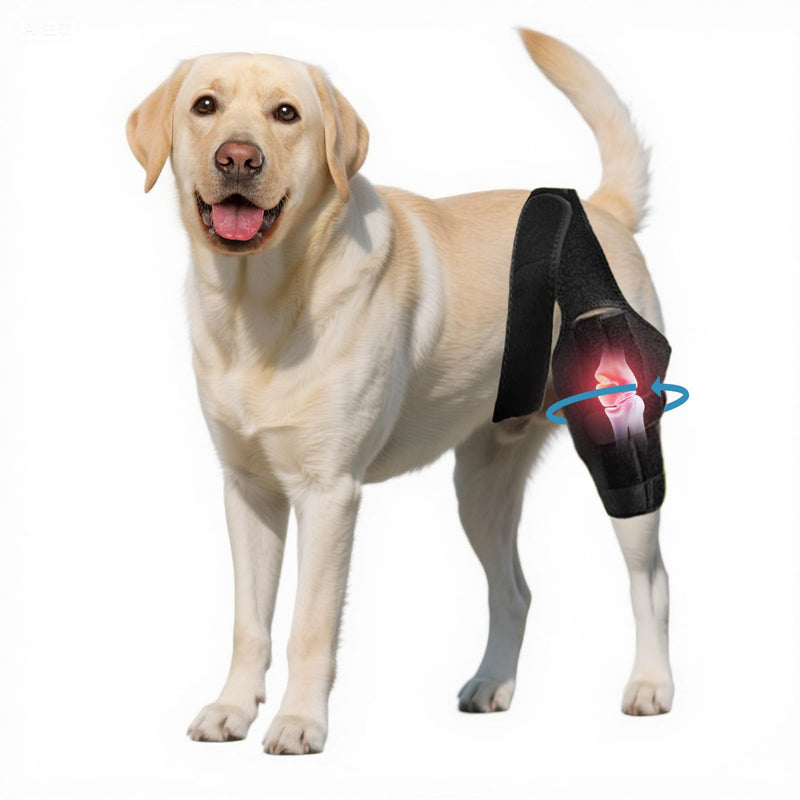 Dog Knee Brace for Torn Acl Hind Leg - XXL
