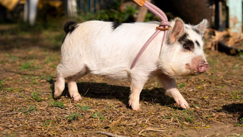 Pig Harness Leash-Fully Adjustable Pig Leash Harness for Small & Medium Pigs-Easy Step in Harness-Infinity Style Pet Pig Leash-Durable & Gentle Mini Pig Harness-Mini Pig Supplies (Small-Mauve Pink) Mauve Pink - PawsPlanet Australia