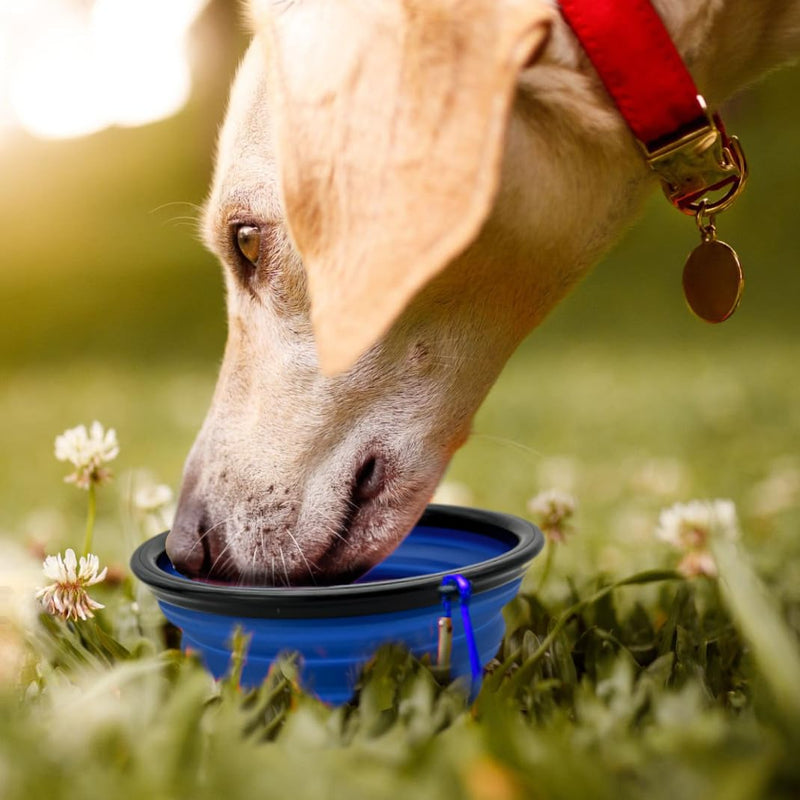 Cutie's PetBox Collapsible Travel Water & Food Bowl for Dogs and Cats, 12oz 350ml Volume, Full Height 2" (Blue) Blue - PawsPlanet Australia