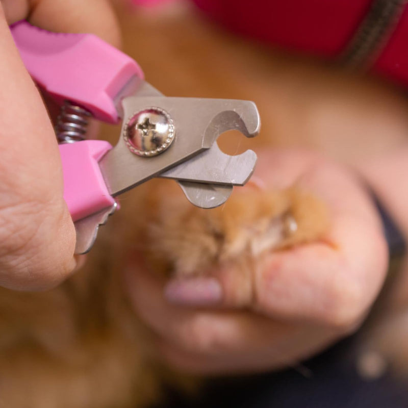 Pet Grooming Kit, Ceramic Blades, Easy and Comfortable Grooming, All-in-One Dog Clippers for Grooming, Easy to Maintain, Versatile, LED Display, Long Lasting Battery, Precision Cutting - PawsPlanet Australia