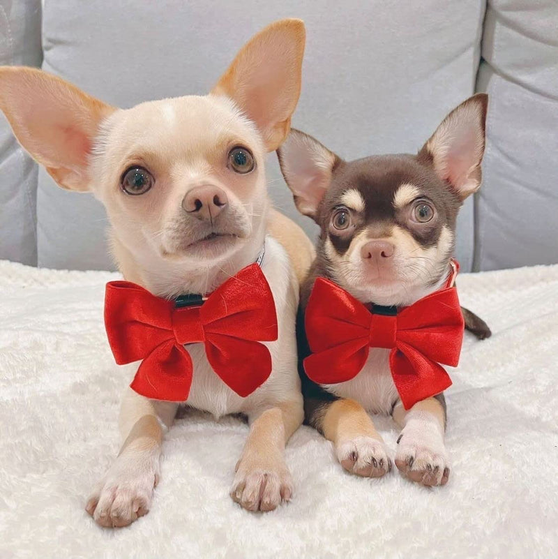 Luxury Red Velvet Adjustable Dog Collar and Bowtie – Comfortable Material With Detachable Bow Tie and Safety Buckle for Dog or Puppy (Extra Small) Extra Small