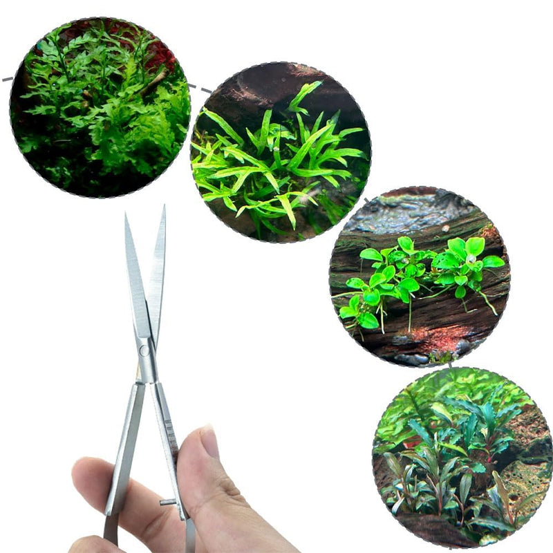LINLAN Aquatic Plant Spring Scissors for Precise Trimming, Stainless Steel with Top Rebound Feel, Ideal for Aquatic Ferns and Microsorum Pteropus in Planted Tanks Straight - PawsPlanet Australia