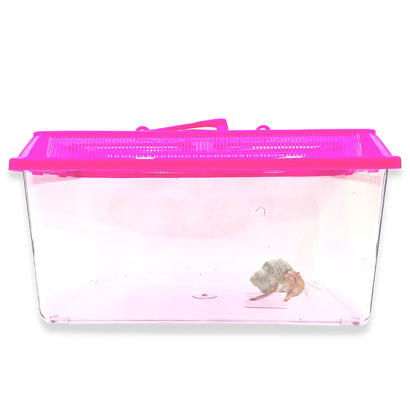 Mini Neon Plastic Reptile Carrier, Small Terrariums for Hermit Crabs, Lizards, and More with Palm Tree Accessory, Crab Hunting Supplies, Color May Vary, 7 Inches - PawsPlanet Australia