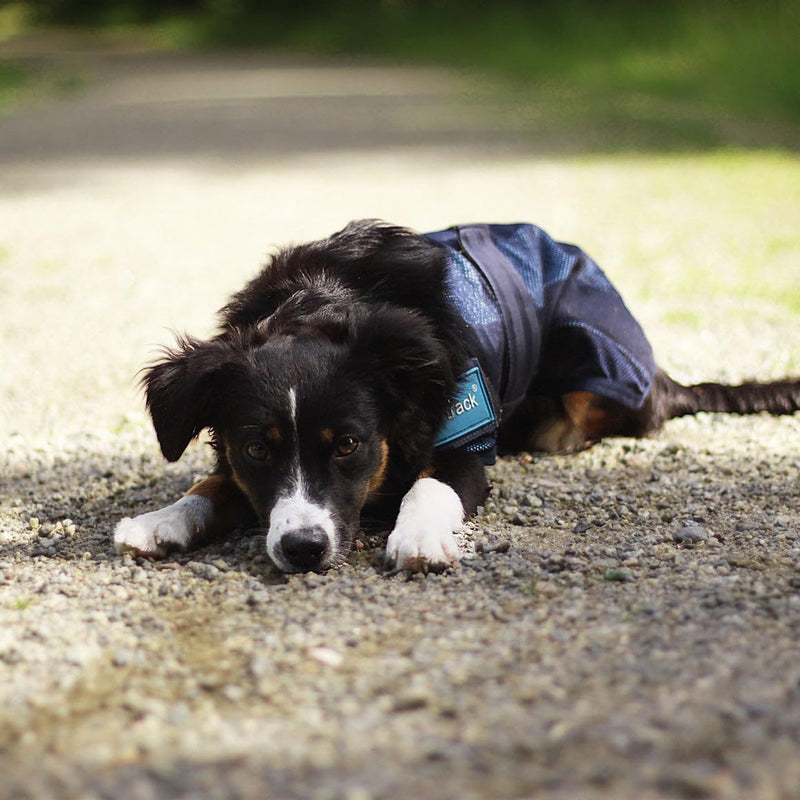 Back on Track Cool on Track Cooling Dog Coat (S2, 40cm / 14-16.5")