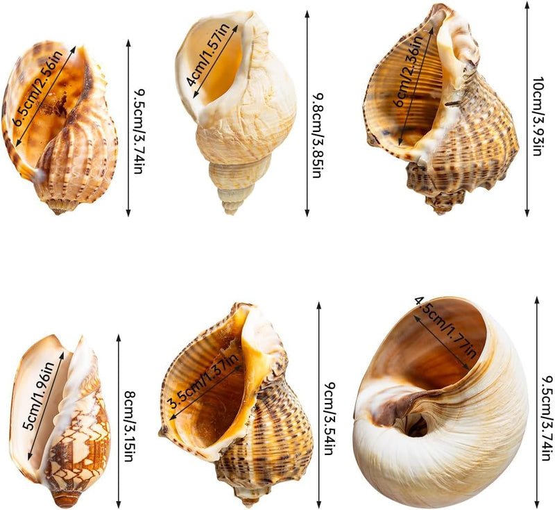 6Pcs Hermit Crab Shells Large, Natural Conch Shell Size 2.8" - 3.8", Opening Size 1.6" - 2.7", Hermit Crab Habitat, Large Sea Shells for Hermit Crab Supplies and Beach Decoration - PawsPlanet Australia