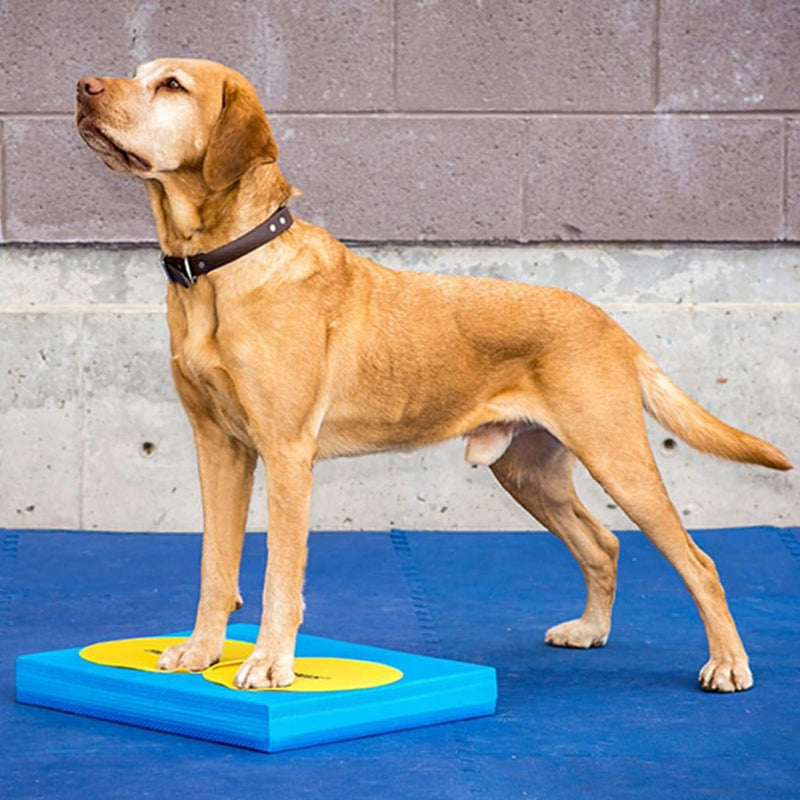 FitPAWS Targets - PawsPlanet Australia