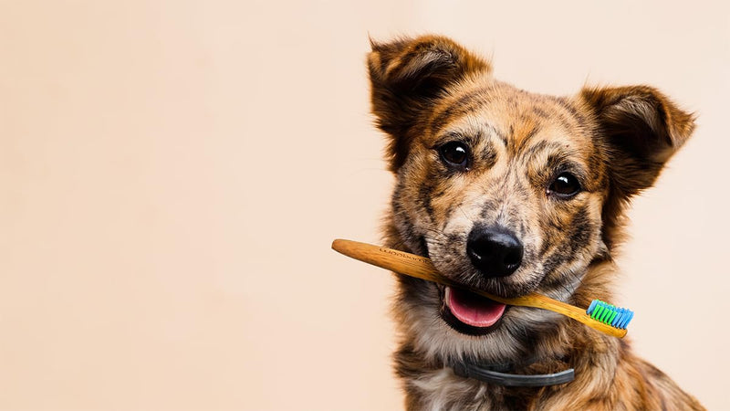 Woobamboo! Eco-Friendly Small Breed Dog and Cat Bamboo Toothbrush (Pack of 2) - PawsPlanet Australia