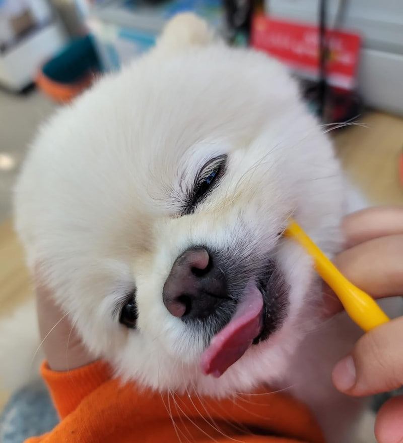Tiny Small and Medium Dog Toothbrush Made in Korea Toothbrush Bristles That are Soft and Do Not Irritate Your Dog’s Gums Small Toothbrush Grip and Excellent Tartar Removal (4pcs) - PawsPlanet Australia
