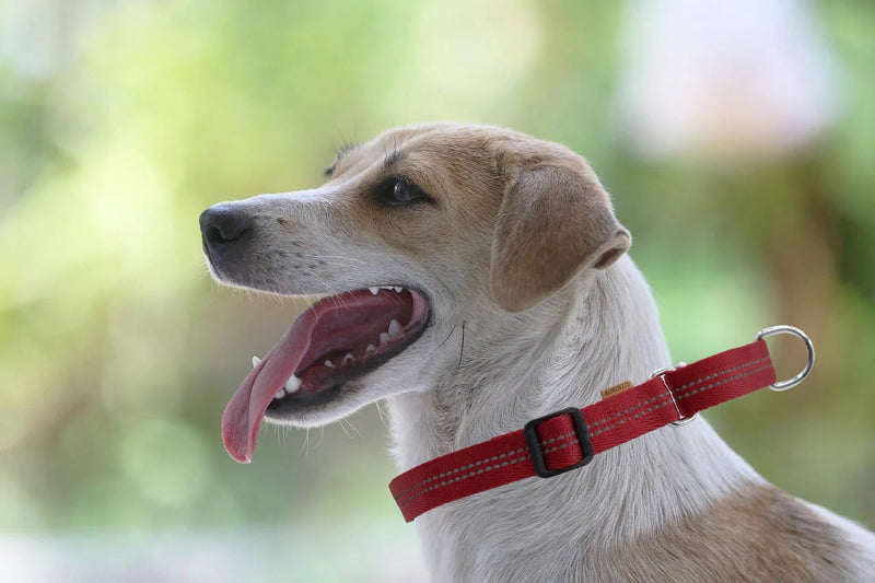 Adjustable Nylon Reflective Martingale Dog Collar for Training and Walking (Red, M (Neck: 15"-22", Width: 3/4")) M (Neck: 15"-22", Width: 3/4") Red - PawsPlanet Australia