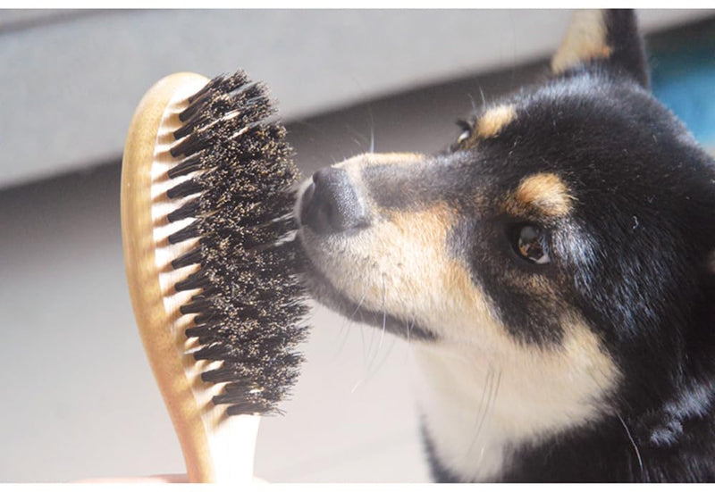 Cat & Dog Brush with Boar Bristle, Professional Grade Daily Grooming Hairbrush for Soft Hair and Healthy Shine, Short Haired Dogs Hair Brush for Reducing Shedding with Brush Cleaner - PawsPlanet Australia