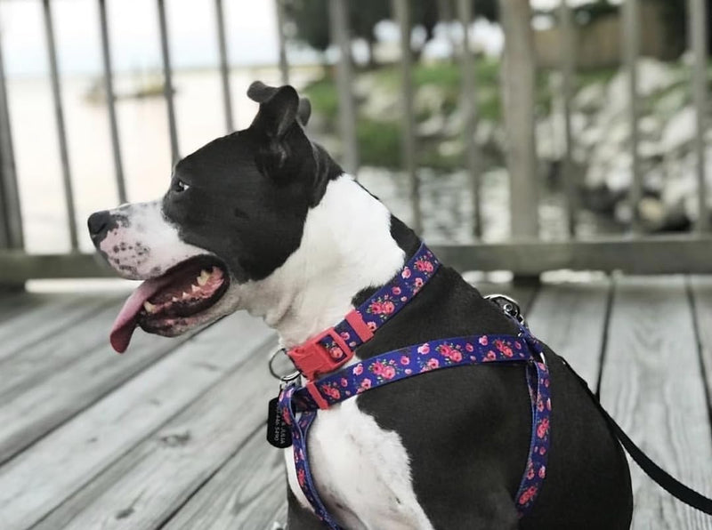 Blueberry Pet Dog Collar Rose Print, Adjustable Medium Dog Collars for Medium Dogs, Large & Small Dogs, Puppy Collar, Pink Dog Collar for Girls, Eco-Friendly, 14.5-20 in Neck Irish Blue - PawsPlanet Australia