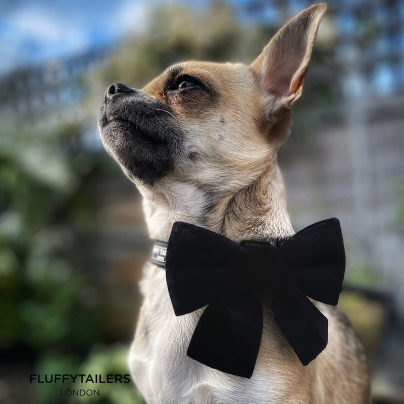 Dog Collar Bowtie – Comfortable Luxury Black Velvet Adjustable Dog Collar with Detachable Bow Tie Safety Buckle for Puppy Small Medium Dogs and Cat, Size (Small) - PawsPlanet Australia