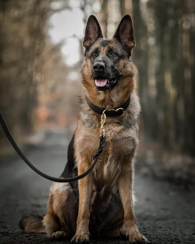 FAIRWIN Leather Dog Leash 6 Foot - Braided Military Grade Heavy Duty Dog Leash for Large Medium Small Dogs Training and Walking (Black, XL:1" x 6ft) XL - 6 ft x 1 inch Black - PawsPlanet Australia
