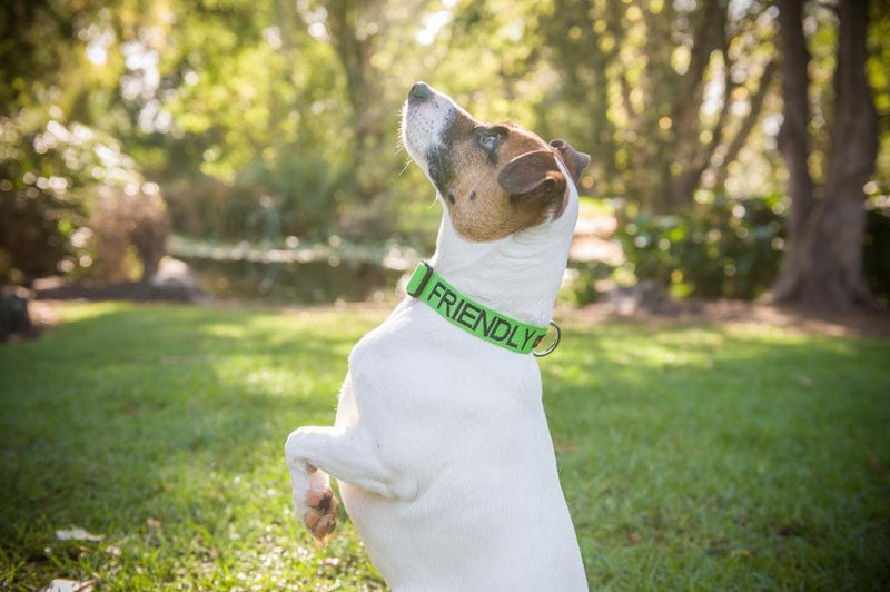 Dexil Limited Friendly Green Color Coded S-M Buckle Dog Collar (Known As Friendly) Prevents Accidents by Warning Others of Your Dog in Advance - PawsPlanet Australia