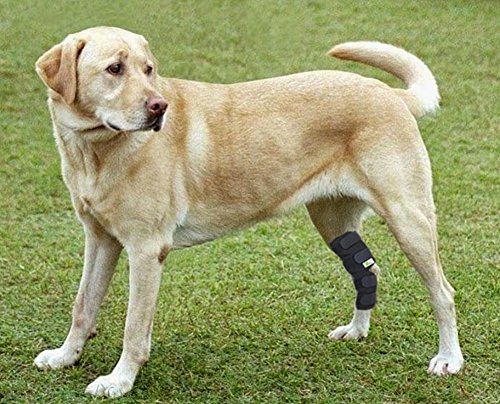 Rear Dog Leg Brace One Pair Heals Hock Joint Wrap Sleeve for Hind Legs(L/Long) L Black