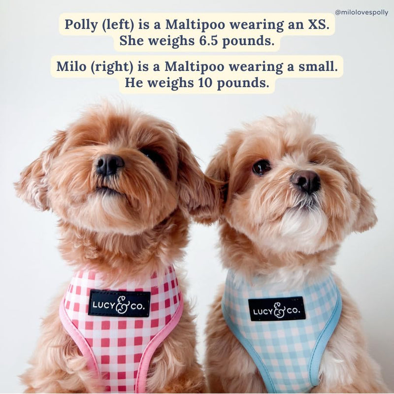 Lucy & Co. Cute Reversible Dog Harness Walking Halter - Best Designer Pet Harnesses for XS - XL Dogs - Padded Adjustable Vest for Easy Walking (Medium, Ballet Bows - White & Pink Bows) Medium The Take a Bow Dog Harness - PawsPlanet Australia