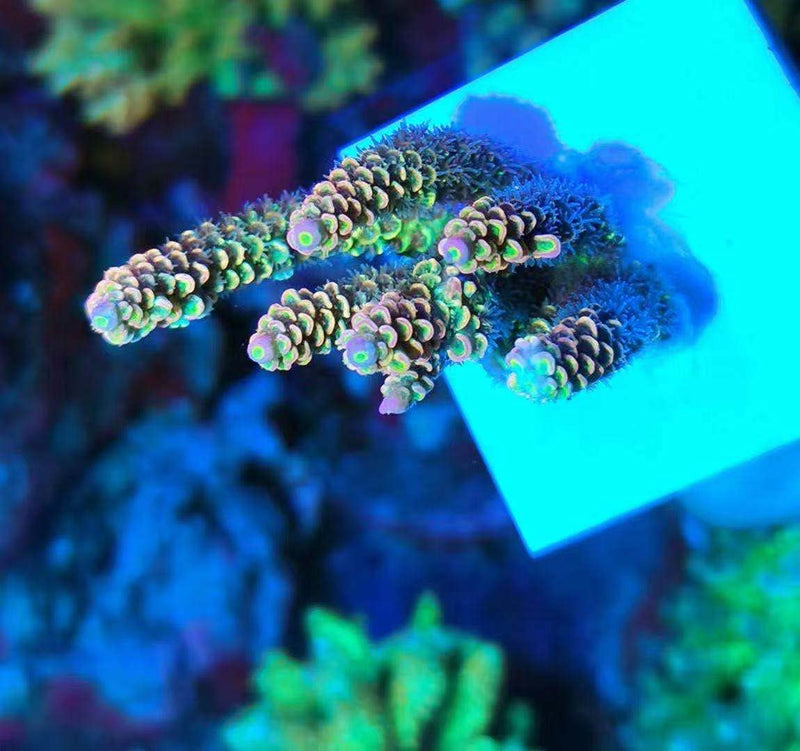 Big Size Ceramic Coralline Coral Frag Plugs Coral frag Plate Base 10 Pieces 1.96 Inch Square Size Coral Tiles - PawsPlanet Australia