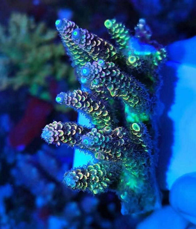 Big Size Ceramic Coralline Coral Frag Plugs Coral frag Plate Base 10 Pieces 1.96 Inch Square Size Coral Tiles - PawsPlanet Australia