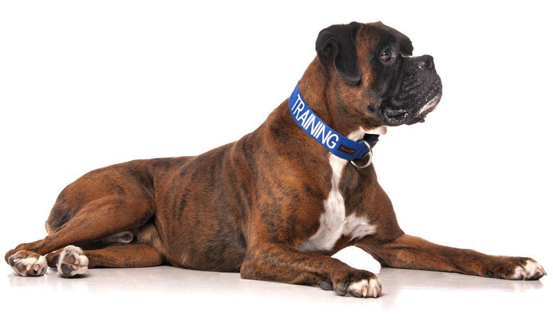Training Blue Color Coded S M L XL Buckle Dog Collar Prevents Accidents by Warning Others of Your Dog in Advance (L-XL Collar 15-25" Lx1.5 W) - PawsPlanet Australia