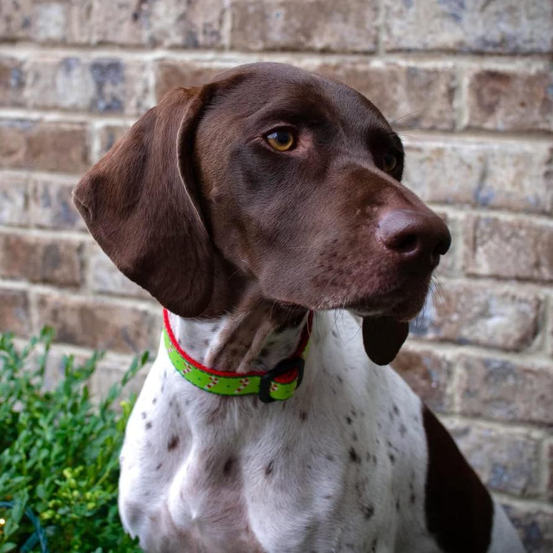Up Country Candy Canes Dog Collar Medium (12 to 18 Inches) 1 Inch Wide Width