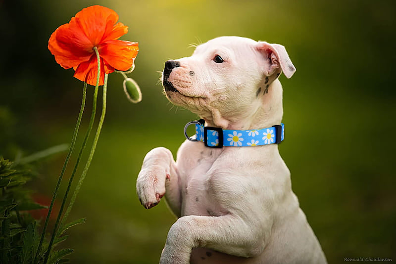 Native Pup Flower Dog Collar, Adjustable Small Medium Large, Cute Girl Female Summer Spring Pretty Designer Puppy Essentials Accessories, Pink Floral Blue Daisy Rose (Medium, Blue Daisy) - PawsPlanet Australia