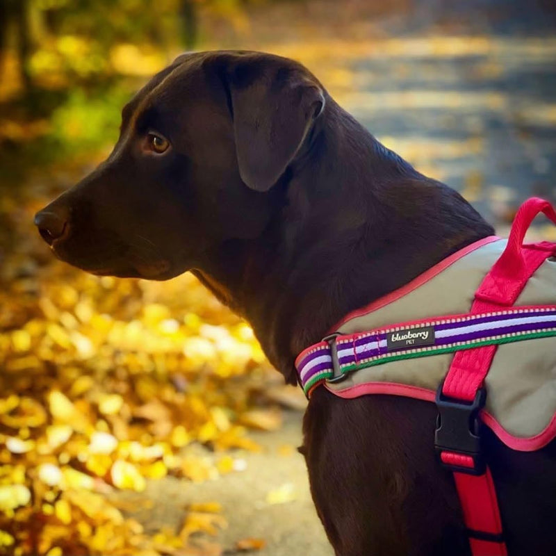 Blueberry Pet Pink Dog Harness - Award Winning Medium Sized No Pull Dog Harness with Handle, Reflective Vest for Safety-Conscious Urban & Outdoor Enthusiasts, 3M Night Visibility Emerald,Orchid and Pink - PawsPlanet Australia