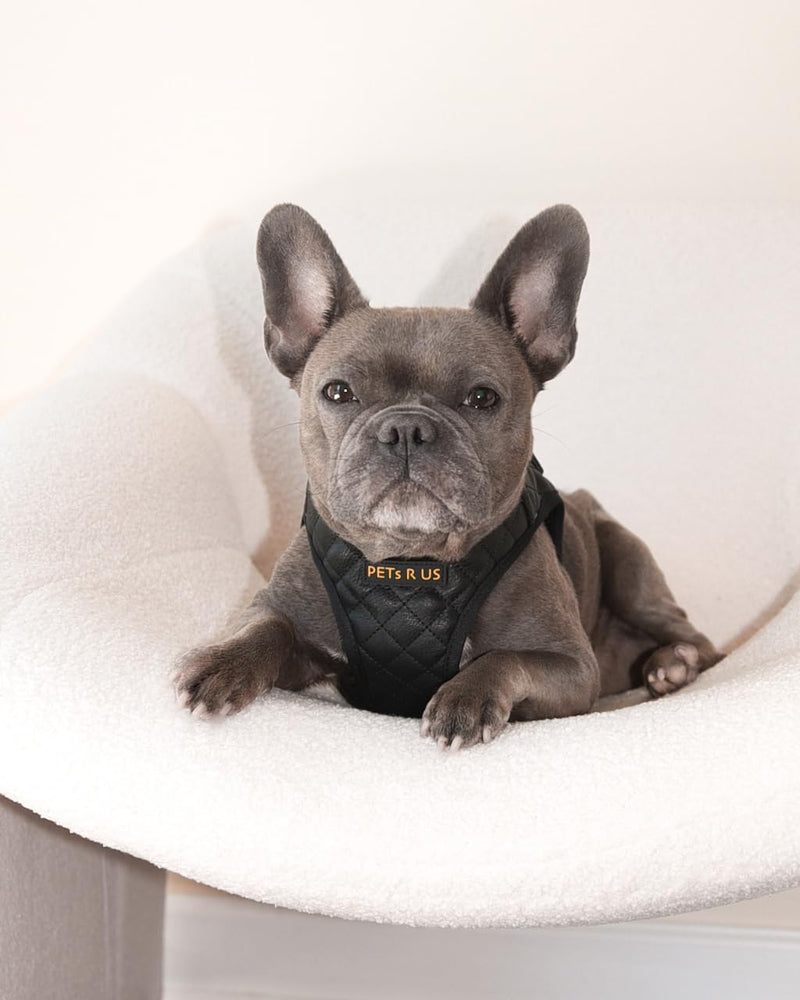 Step in Dog Cat Harness Choke Free Escape Proof Pet Vest Quilted Vegan Leather Breathable Mesh Padded for Small Medium Dogs (Black, Large) Black Large: Neck=12.5-14''/Chest:18-21'' - PawsPlanet Australia