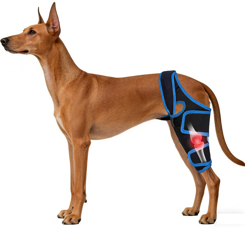 Dog Knee Brace for Torn ACL Hind Leg for Support Reflective Dog Joint Protection Arthritis Pain Relief Adjustable Recovery Brace for Dogs Front Back Leg Vet-Recommended L Blue