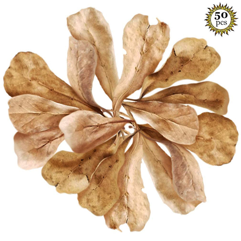 SunGrow Mini Catappa Indian Almond Leaves for Betta, Shrimp, Frogs, Improves Habitat, Gives Tea Color, Helps in lowering pH 50 Pcs - PawsPlanet Australia