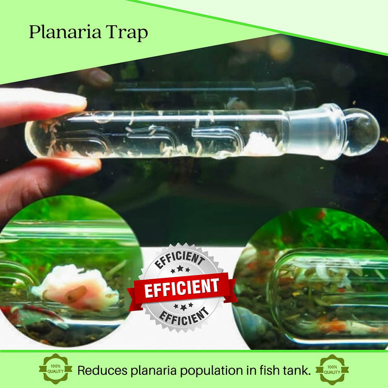 Planaria Trap Crystal Red Shrimp Tank Aquarium Bristle Worm Catcher, Shrimp Dwarf Shrimp Ghost Shrimp Live Freshwater Cleaning Supplies Clear Glass Leeches Catching Tube (3 Holes) - PawsPlanet Australia