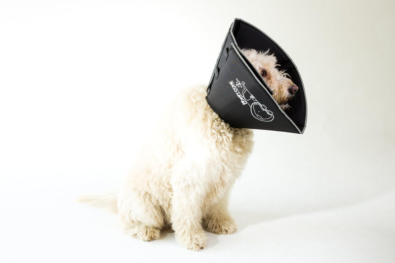 Comfy Cone Pet Cone for Dogs, Cats, X-Large, Black - Comfortable Soft Dog Cone Collar Alternative for After Surgery, Wound Care, Spay, Neuter - Dog and Cat Recovery Elizabethan-Collar XL(Neck to Nose 12") - PawsPlanet Australia