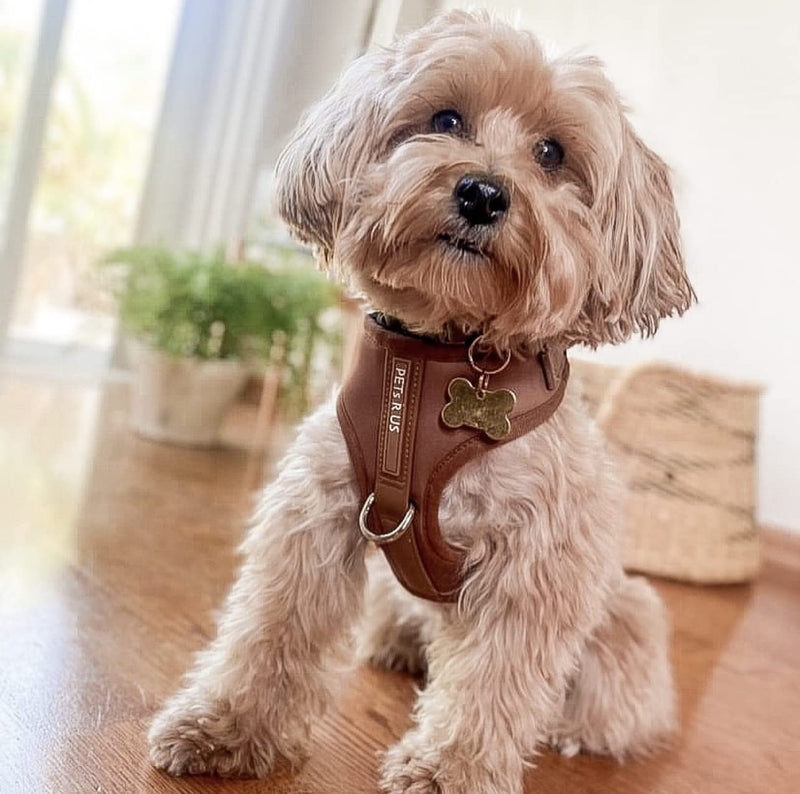 Premium No-Pull Dog Harness Soft Neoprene & Breathable Mesh Vest with Front & Back Clip D-Rings Adjustable Lightweight Walking Harness for Puppies, Small & Medium Dogs (Bronze Brown Gold, M) Bronze Brown Gold M: Neck=15.4-20.1''/Chest=18.1-24.4'' - PawsPlanet Australia